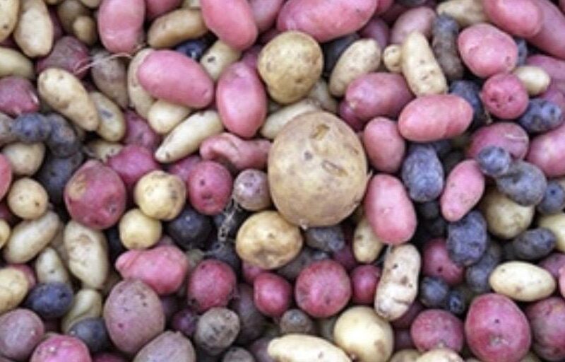 Patates